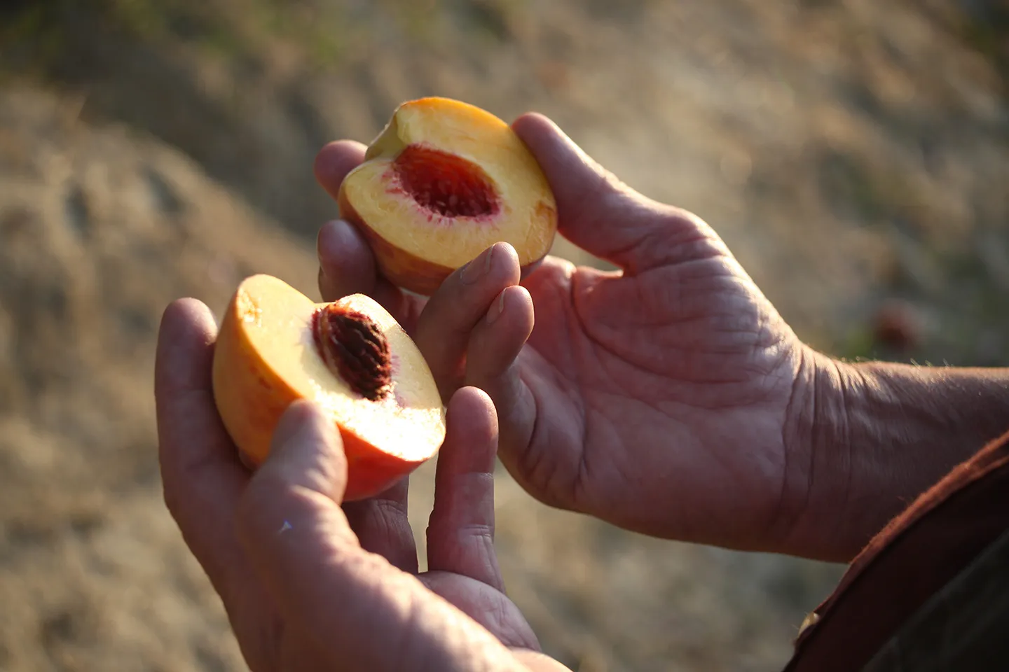 AgriCultura: basta crederci e la frutta, ovvero la terra, farà il resto.