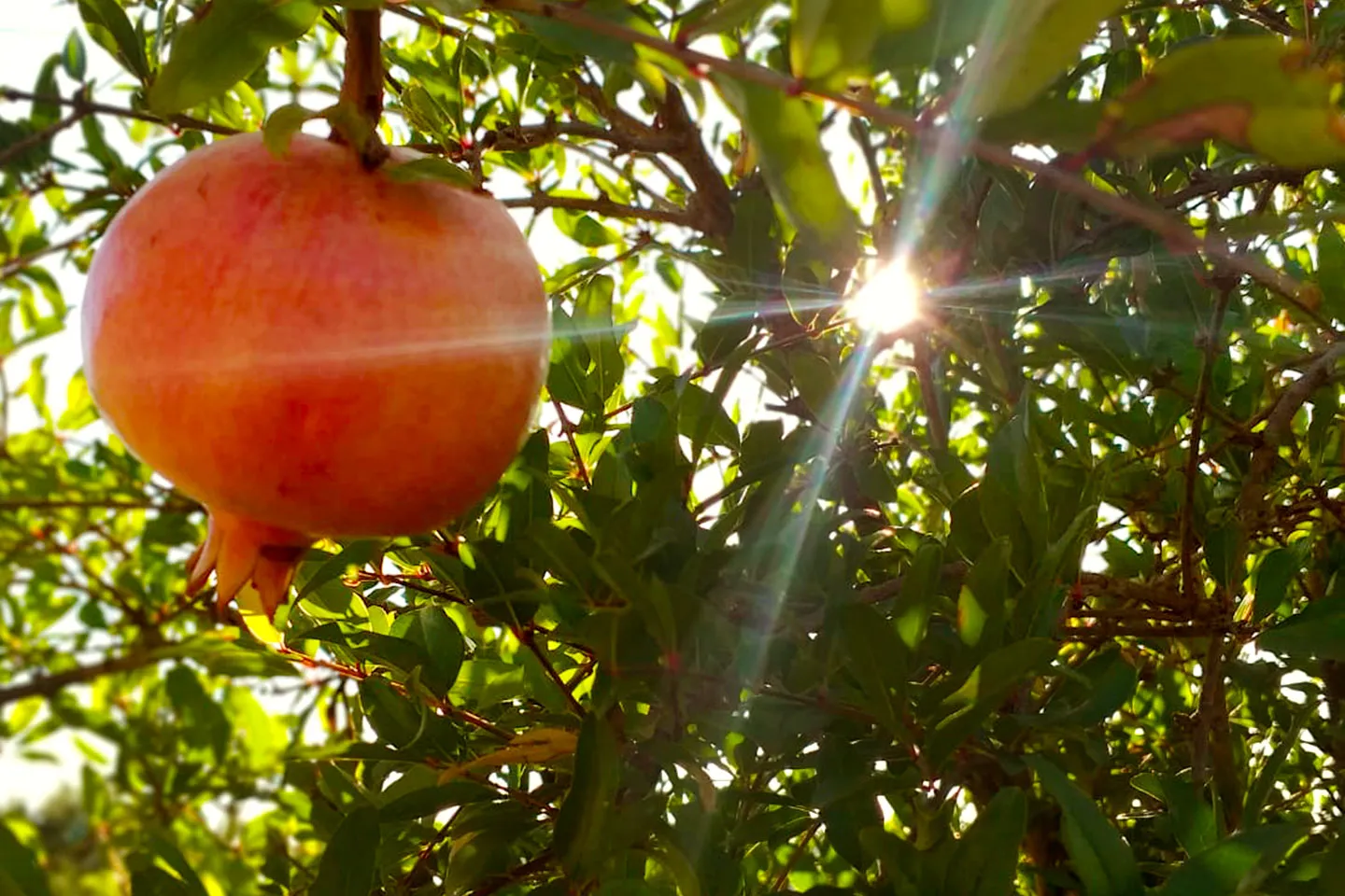 Il melograno: c’è chi compra una vocale e chi sceglie la vitamina C.